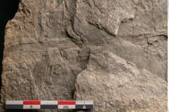Foto (Detailansicht) von Voltzia heterophylla Brongniart (NHMW-GEO-2024-0188-11129)
